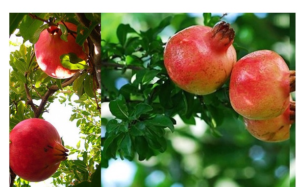 aa14cfe94e5a857726289114c298be0a_1645859